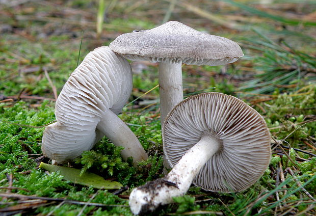 čírovka zemná Tricholoma terreum (Schaeff.) P. Kumm.