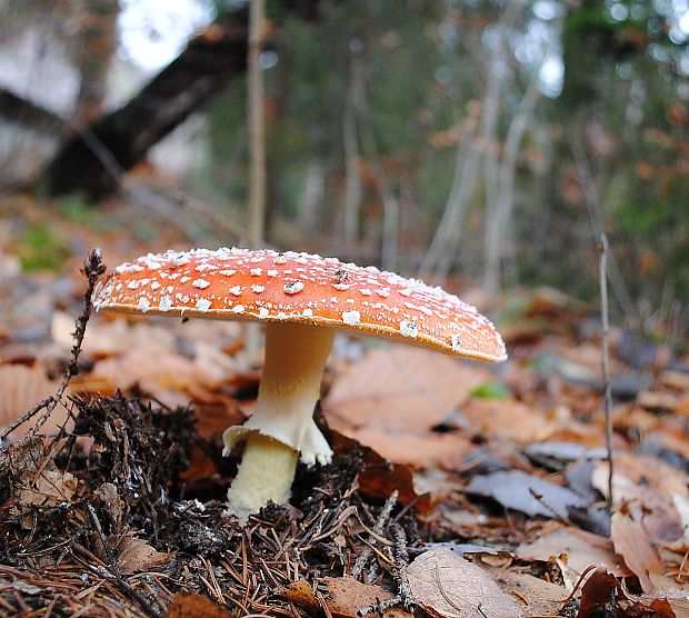 muchotrávka červená Amanita muscaria (L.) Lam.