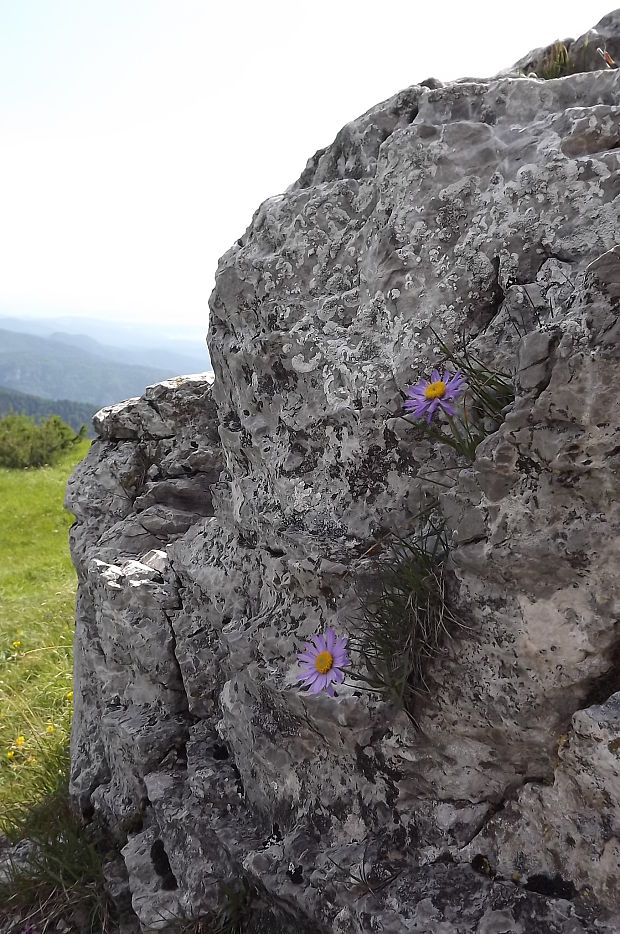 astra alpínska  Aster alpinus L.