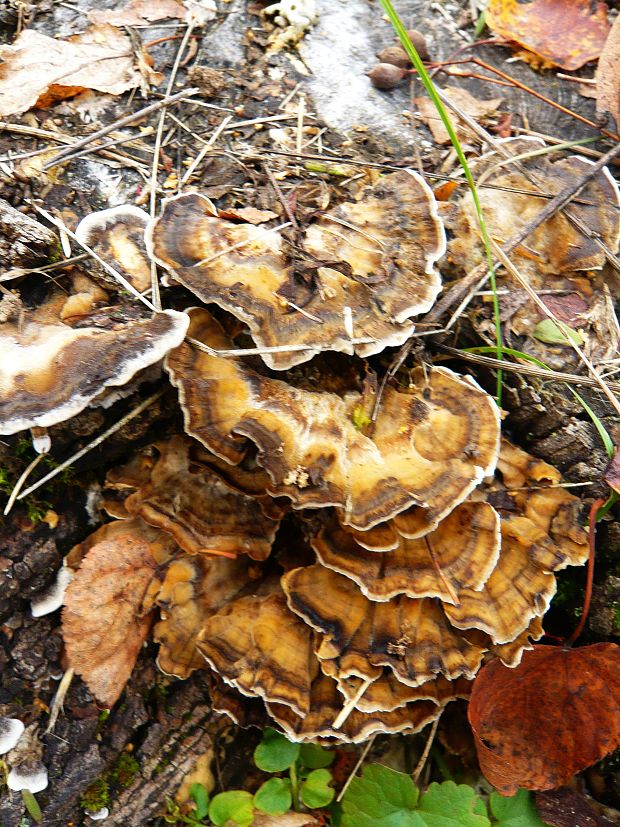 sivopórovka tmavá Bjerkandera adusta (Willd.) P. Karst.