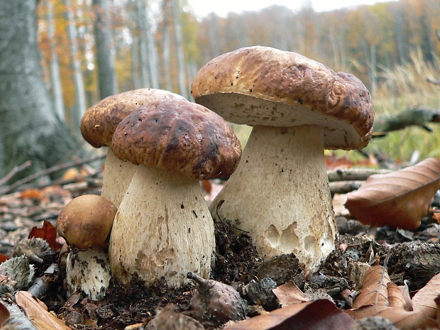 hríb smrekový Boletus edulis Bull.