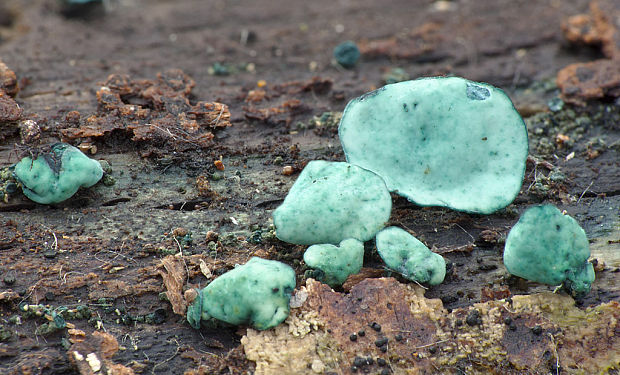 zelenica Chlorociboria sp.