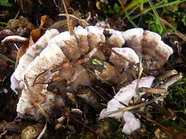 pevníkovec purpurový Chondrostereum purpureum (Pers.) Pouzar