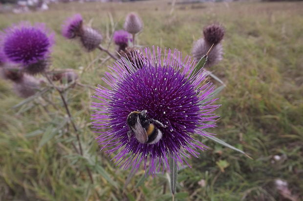 pichliač bielohlavý + čmeliak Cirsium eriophorum