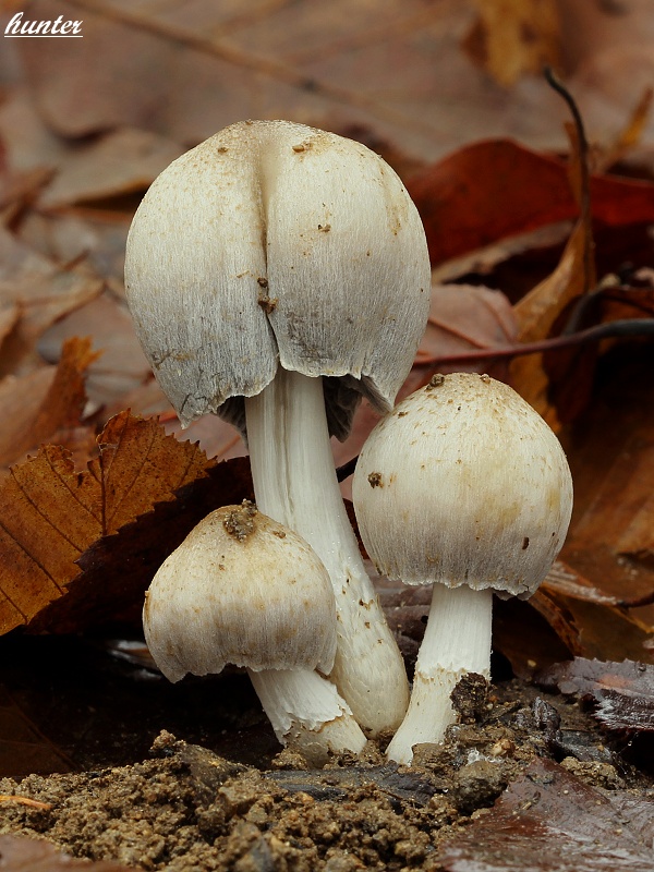 hnojník Coprinellus sp.