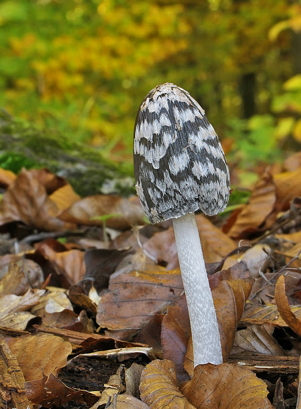 hnojník strakatý Coprinopsis picacea (Bull.) Redhead, Vilgalys & Moncalvo