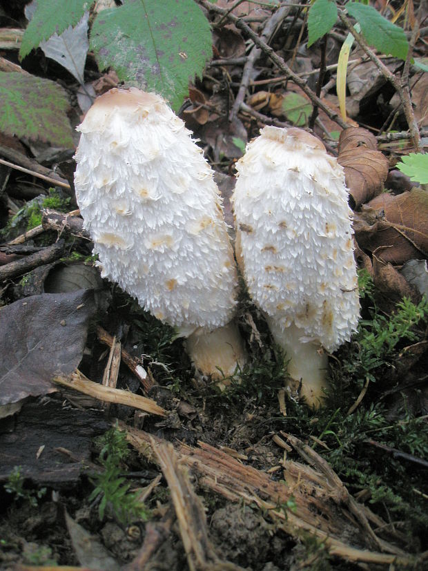 hnojník obyčajný Coprinus comatus (O.F. Müll.) Pers.