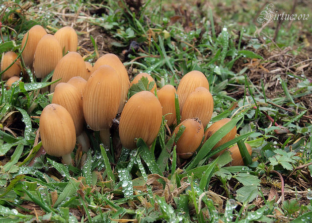 hnojník Coprinus sp.??