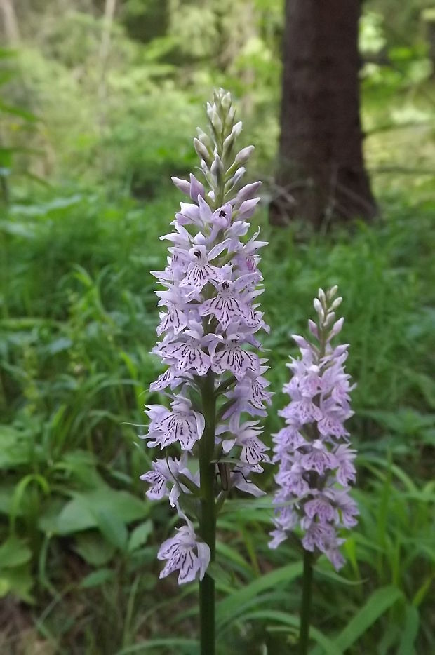 vstavačovec fuchsov pravý Dactylorhiza fuchsii subsp. fuchsii  (Druce) Soó