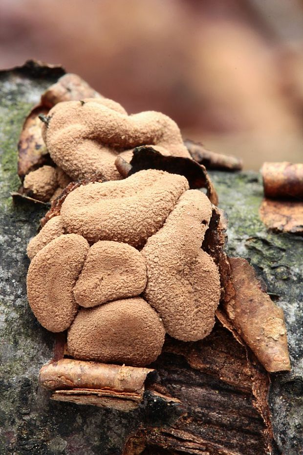 dutinovka otrubnatá Encoelia furfuracea (Roth) P. Karst.