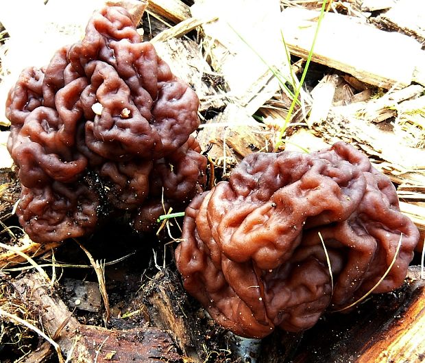 ušiak obyčajný Gyromitra esculenta (Pers.) Fr.