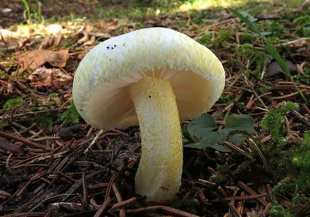 šťavnačka žltovločkatá Hygrophorus chrysodon (Batsch) Fr.