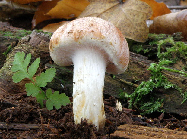 strapcovka tehlovočervená Hypholoma lateritium (Schaeff.) P. Kumm.