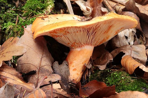 rýdzik lososovoružový Lactarius salmonicolor R. Heim & Leclair