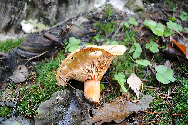 rýdzik Lactarius sp.