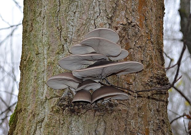 hliva ustricovitá Pleurotus ostreatus (Jacq.) P. Kumm.