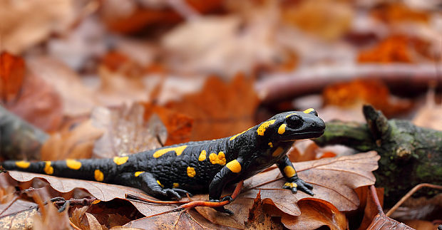 salamandra škvrnitá Salamandra salamandra