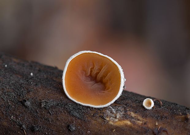 škľabka plstnatá Schizophyllum amplum (Lév.) Nakasone