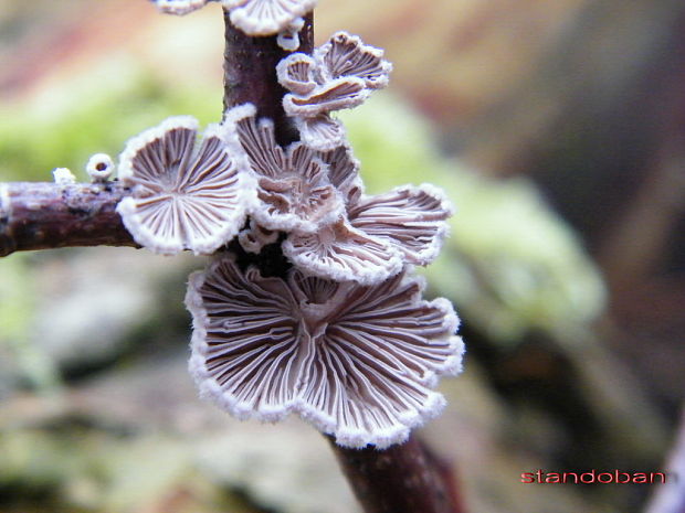 klanolupeňovka obyčajná Schizophyllum commune Fr.