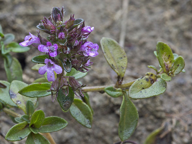 dúška Thymus sp.