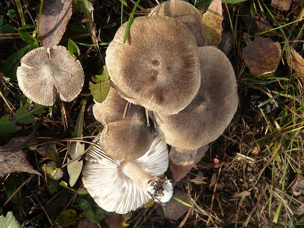 čírovka zemná Tricholoma terreum (Schaeff.) P. Kumm.