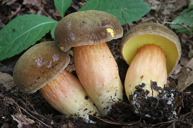 suchohríb plstnatý Xerocomus subtomentosus L.