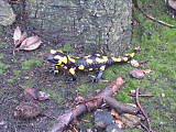 salamandra skvrnita