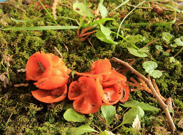 tanierovka oranžova Aleuria aurantia (Pers.) Fucke