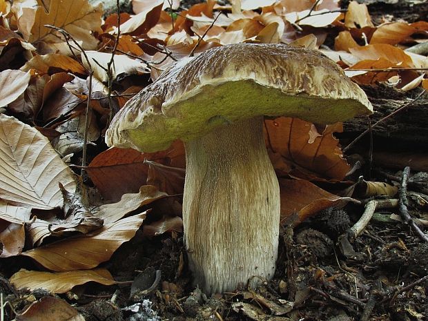 hríb smrekový Boletus edulis Bull.