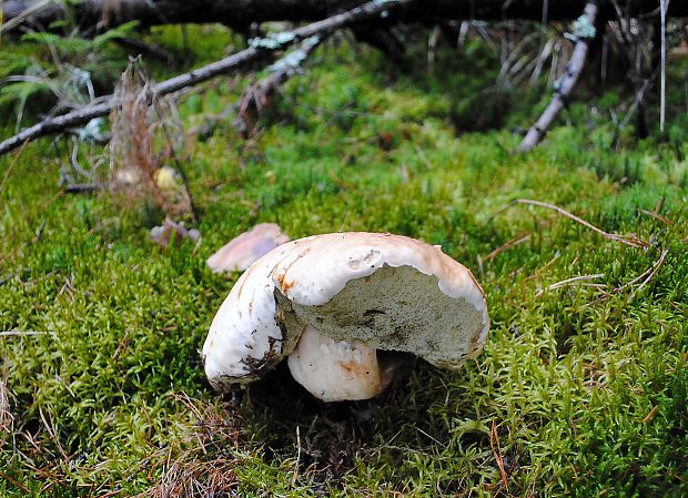 hríb smrekový Boletus edulis Bull.