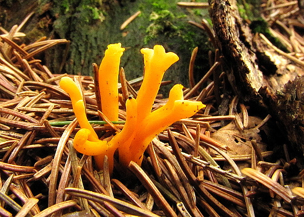 parôžkovec lepkavý Calocera viscosa (Pers.) Fr.