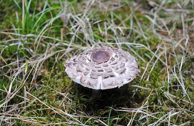 bedľa červenejúca Chlorophyllum rachodes (Vittad.) Vellinga