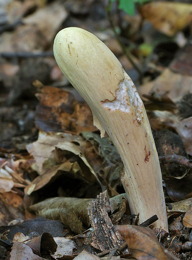 kyjak obrovský Clavariadelphus pistillaris (Fr.) Donk