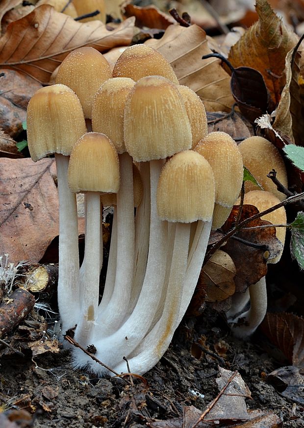 hnojník Coprinus sp.