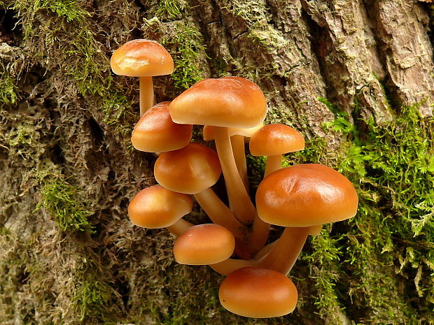 plamienka Flammulina sp.