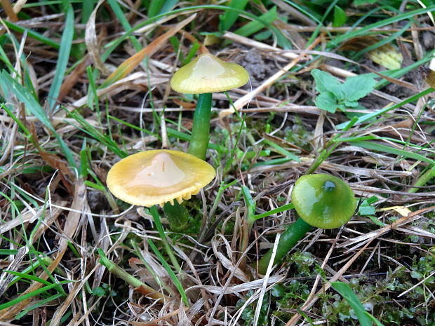 lúčnica žltozelená Gliophorus psittacinus (Schaeff.) Herink