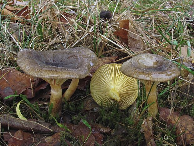 šťavnačka mrazová Hygrophorus hypothejus (Fr.) Fr.