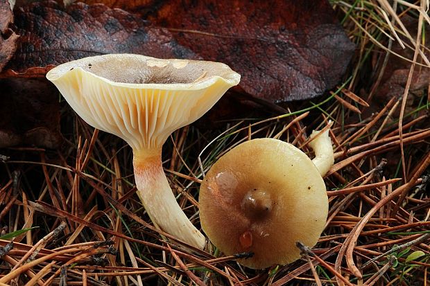 šťavnačka mrazová Hygrophorus hypothejus (Fr.) Fr.