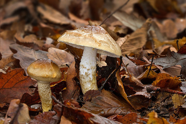 šťavnačka Persoonova Hygrophorus persoonii Arnolds