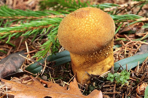 prášnica Lycoperdon sp.