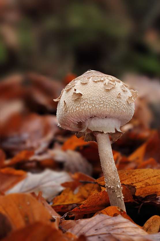 bedľa vysoká Macrolepiota procera (Scop.) Singer