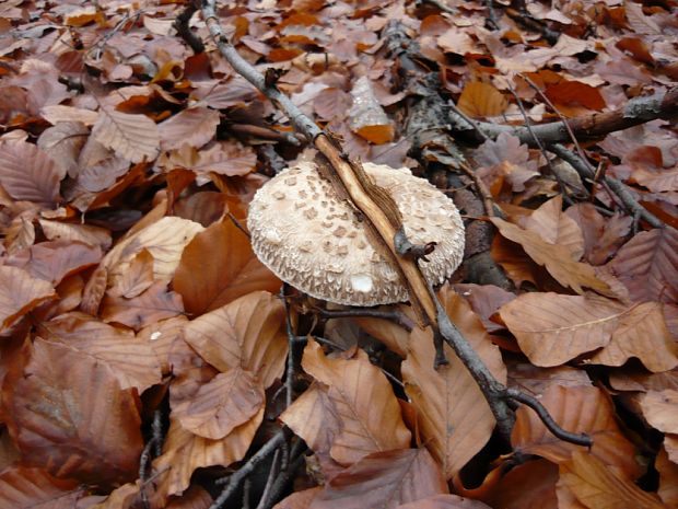 bedľa Macrolepiota sp.