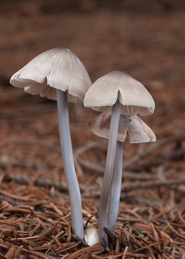 prilbička ryhovaná Mycena polygramma (Bull.) Gray