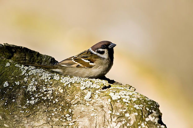 vrabec poľný Passer montanus