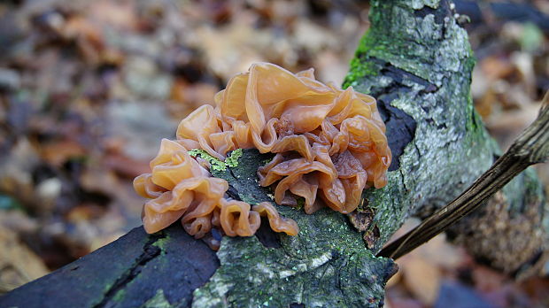 rôsolovka lupeňovitá Phaeotremella foliacea (Pers.) Wedin, J.C. Zamora & Millanes