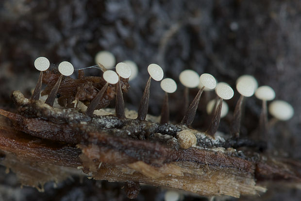 vápnikovec Physarum sp.