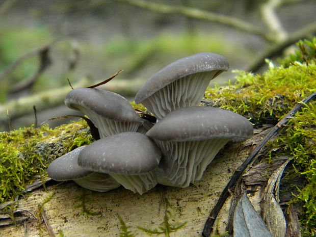 hliva ustricovitá Pleurotus ostreatus (Jacq.) P. Kumm.