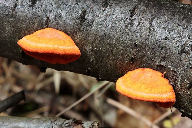 červenica rumelková Pycnoporus cinnabarinus (Jacq.) P. Karst.