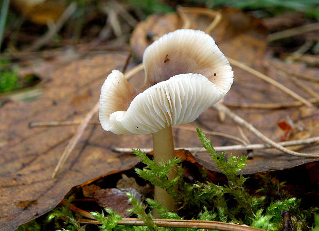 peniazovka maslová Rhodocollybia butyracea (Bull.) Lennox