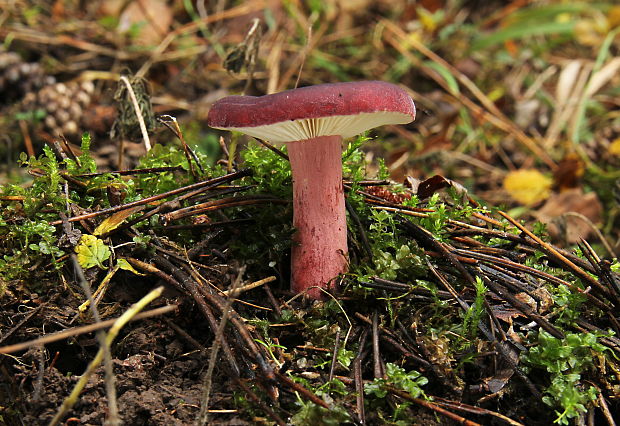 plavka Quéletova Russula queletii Fr.